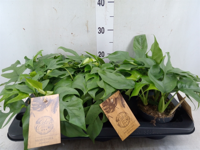 <h4>Monstera   ...</h4>