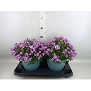 Campanula porten.