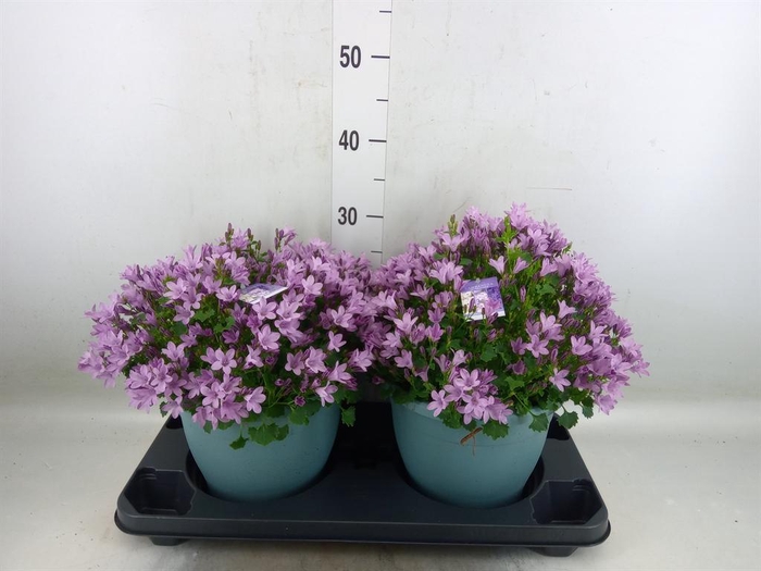 <h4>Campanula porten.</h4>