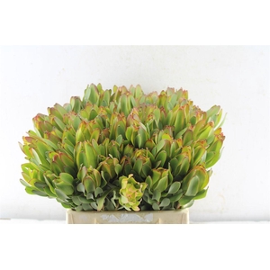 Leucad Laurel Yellow
