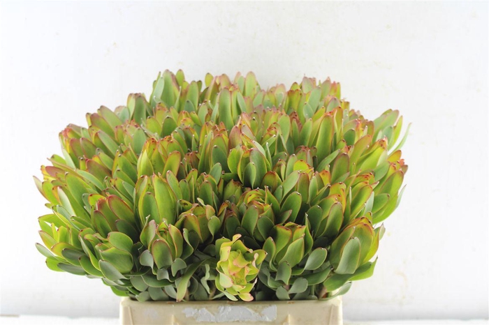 <h4>Leucad Laurel Yellow</h4>