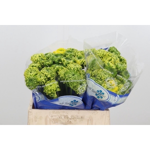 Ran Ponpon Flora Orange