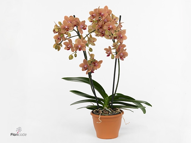 Phalaenopsis multi. 'FC SunsetLove'