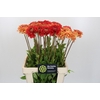 Dahlia Jowey Nice