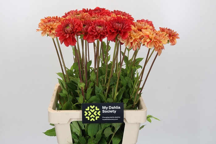 Dahlia Jowey Nice