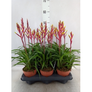 Guzmania  'Misty'