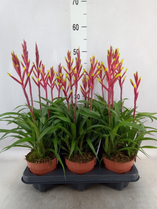 <h4>Guzmania  'Misty'</h4>