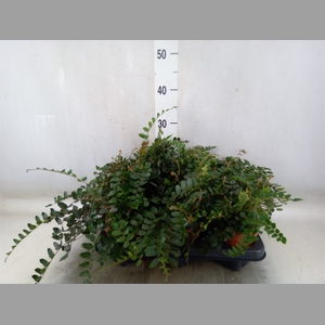 Pellaea rotundifolia