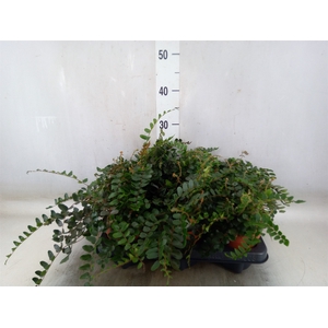 Pellaea rotundifolia