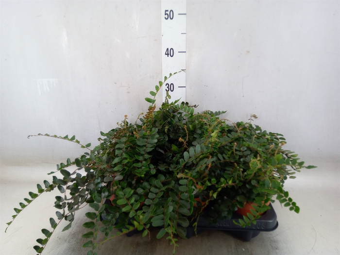 <h4>Pellaea rotundifolia</h4>