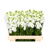 Matthiola Iron White