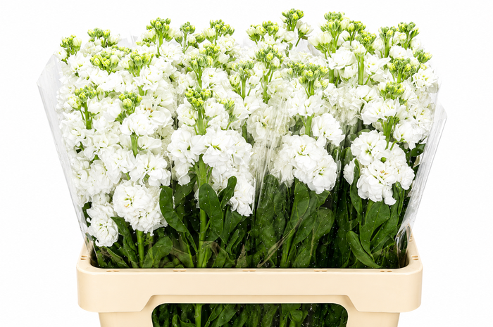 Matthiola Iron White