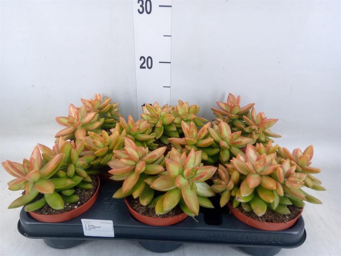 <h4>Sedum   ...</h4>