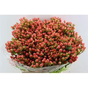 Hyp Pacific Salmon Spray