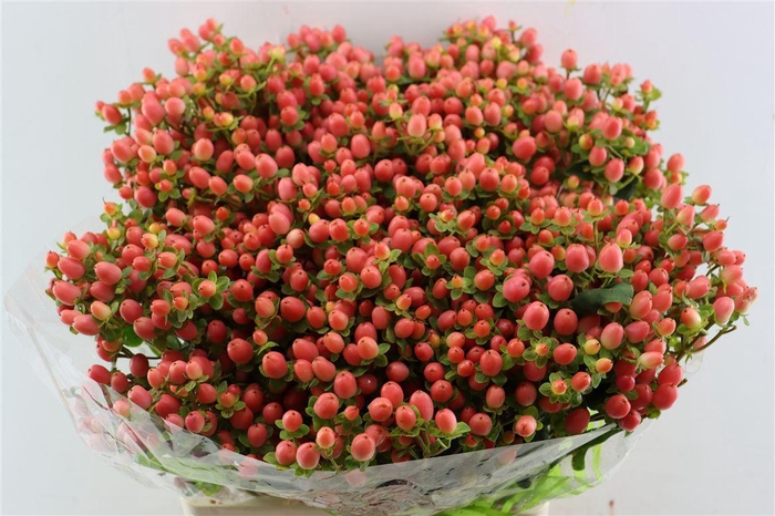 <h4>Hyp Pacific Salmon Spray</h4>