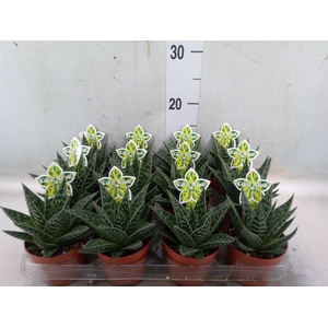 Aloe aristata 'Tiki Tahi'