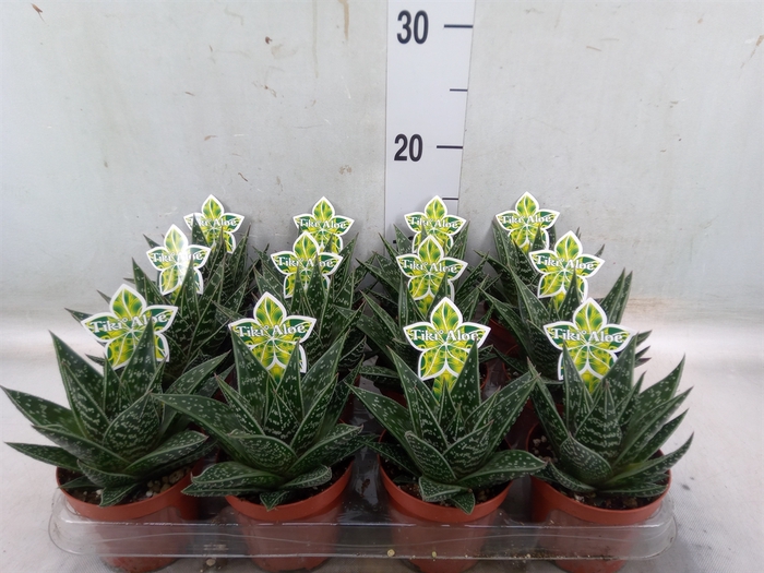 <h4>Aloe aristata 'Tiki Tahi'</h4>