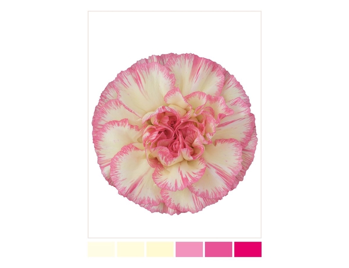 <h4>Dianthus St Spritz Rosa</h4>