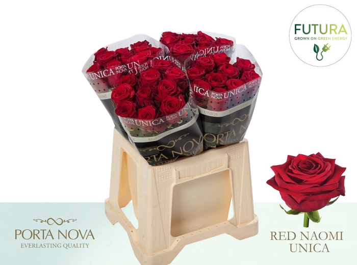 <h4>R GR RED NAOMI! UNICA - Futura 40 - Futura</h4>