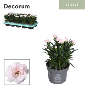 Dianthus - 10,5 cm - Snow (white) - Decorum