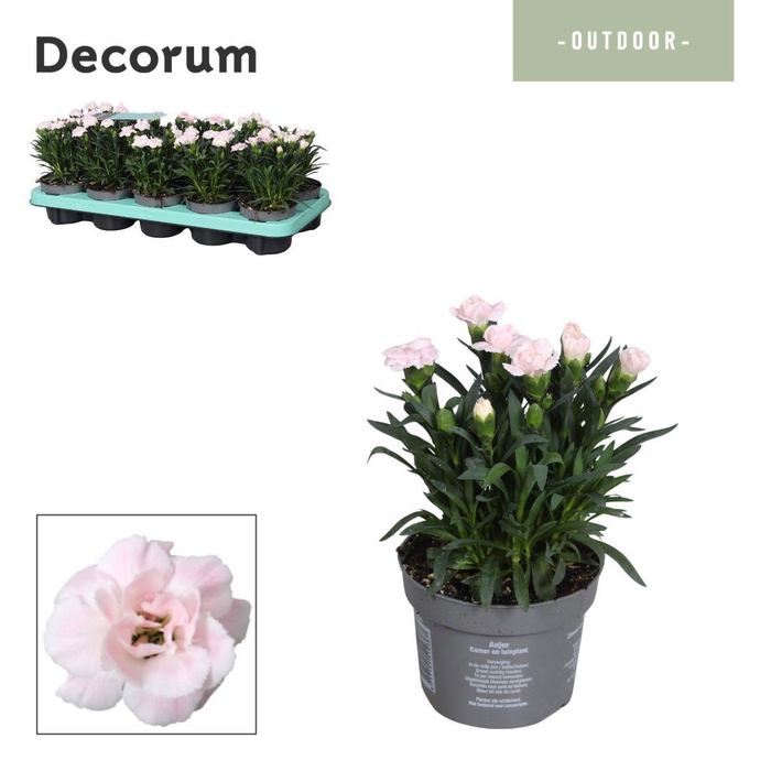 <h4>Dianthus - 10,5 cm - Snow (white) - Decorum</h4>