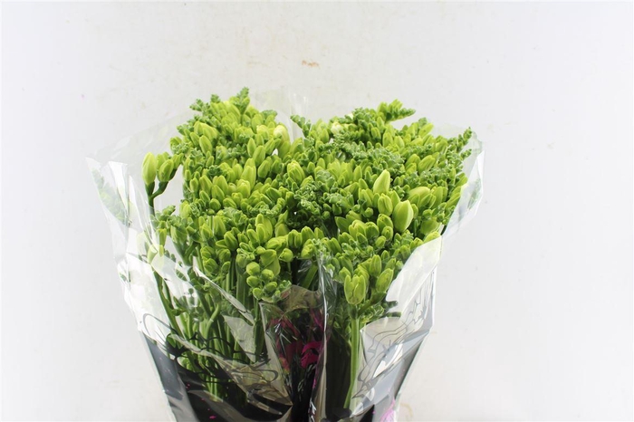 <h4>Fr Du Essence White</h4>