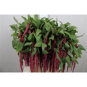 Amar Ca Red Cord