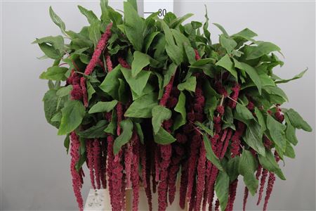 <h4>Amar Ca Red Cord</h4>