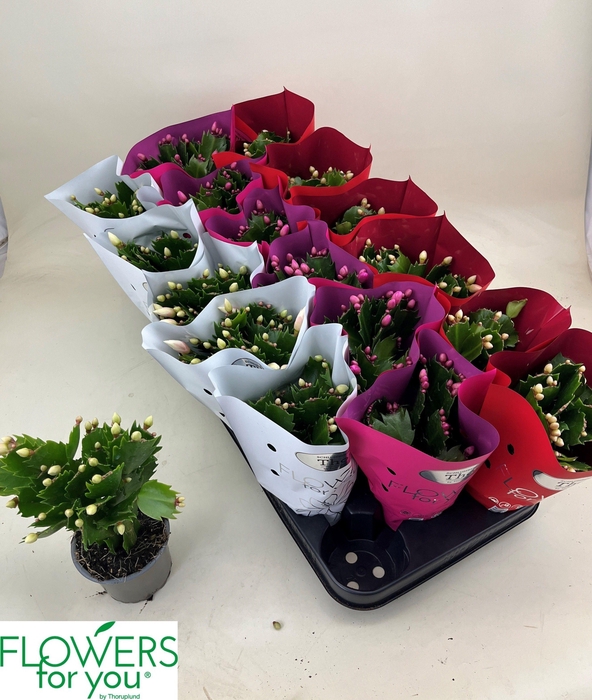 <h4>SCHLUMB GEM 3 KL</h4>