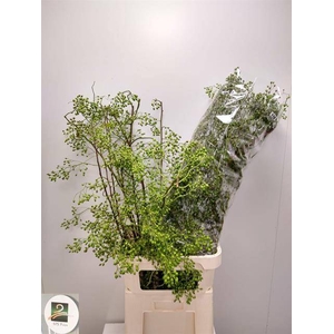 Rosa Corallo Green SPS