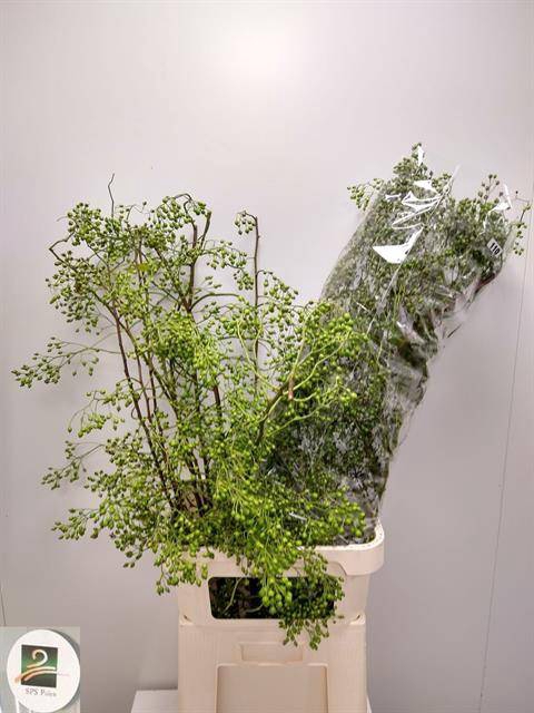<h4>Rosa Corallo Green SPS</h4>