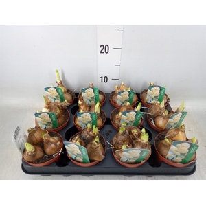 Narcissus DU 'Bridal Crown'