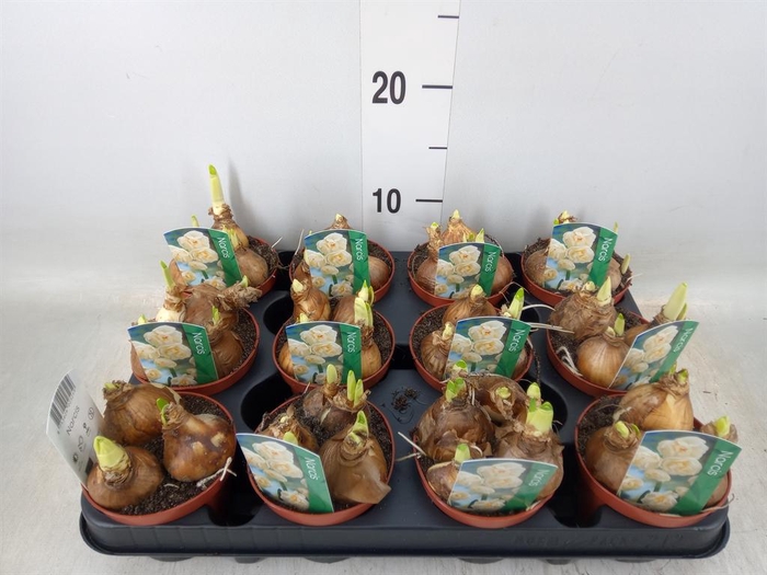 <h4>Narcissus DU 'Bridal Crown'</h4>