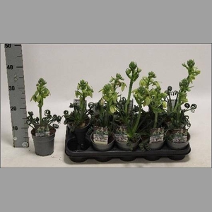 ALBUCA  FRIZ SIZZLE