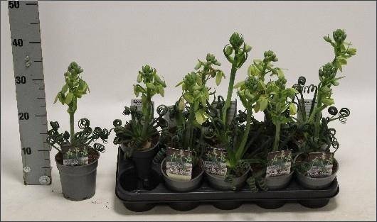 <h4>ALBUCA  FRIZ SIZZLE</h4>