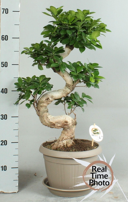 <h4>FIC MI GINSENG</h4>