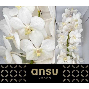 Vanda Tayanee Opal White