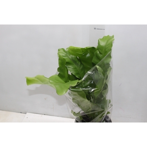 ASPLENIUM NIDUS P17