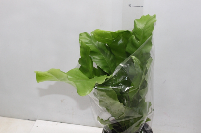 <h4>ASPLENIUM NIDUS P17</h4>