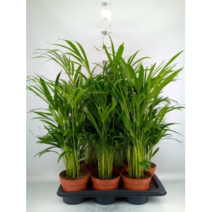 Dypsis lutescens   ...Chrysalidoca