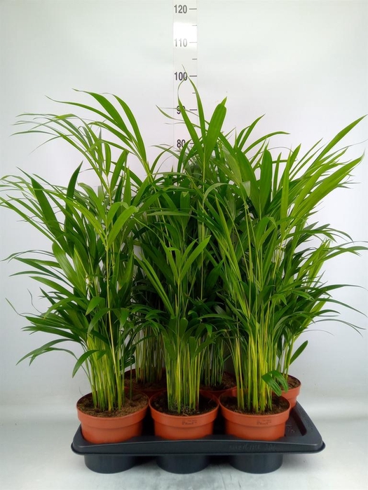 <h4>Dypsis lutescens   ...Chrysalidoca</h4>