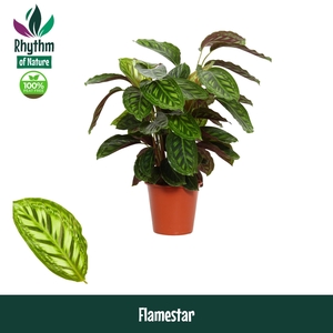 Calathea 19cm Flamestar - Living