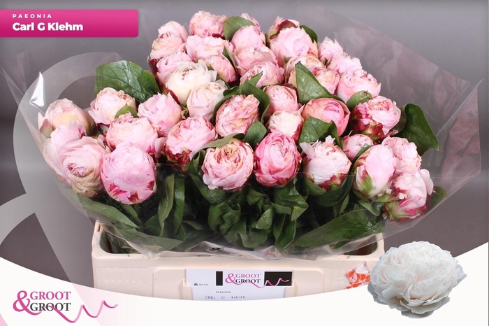 <h4>PAEO L CARL G KLEHM</h4>