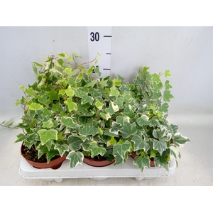 Hedera helix 'Eva'