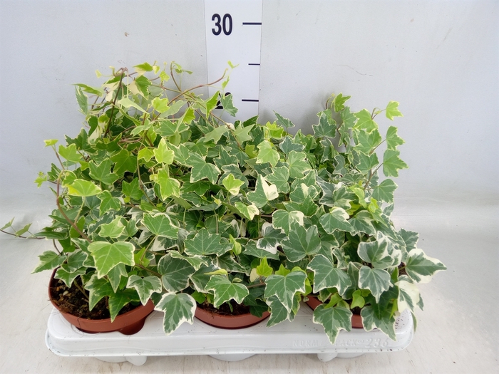 <h4>Hedera helix 'Eva'</h4>