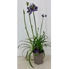Agapanthus (Funnel Grp) Poppin Purp