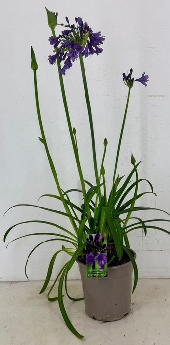 Agapanthus (Funnel Grp) Poppin Purp
