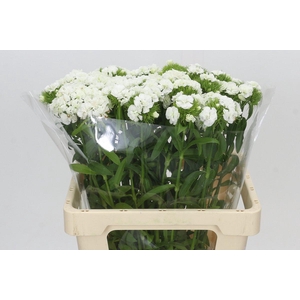 Dianthus Br Doblino White