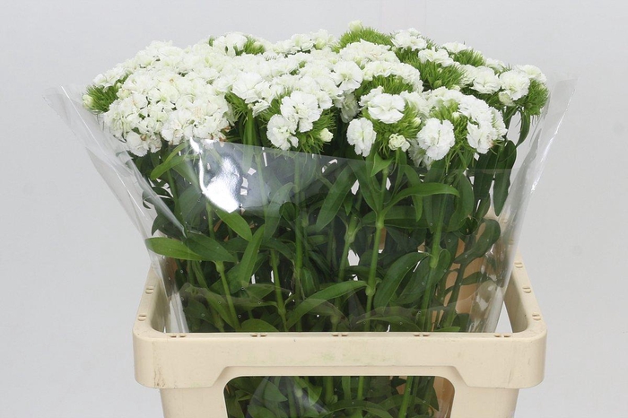 <h4>Dianthus Br Doblino White</h4>