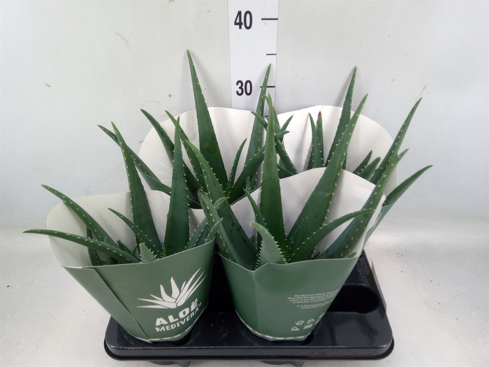 <h4>Aloe  'Equator'</h4>